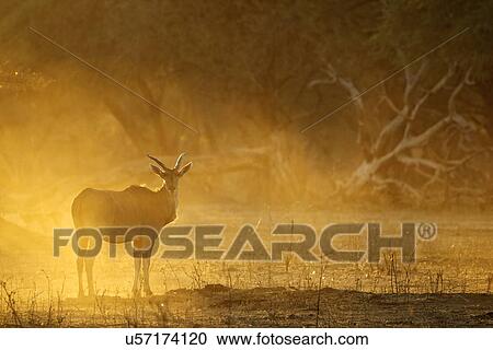 Eland at dawn, Mana Pools national park, Zimbabwe, Africa View Large Photo Image Stock Image - Eland at dawn, Mana Pools national park, Zimbabwe, Africa. Fotosearch