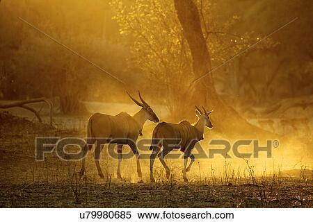 Stock Photography - Eland running at dawn, Mana Pools national park, Zimbabwe, Africa. Fotosearch