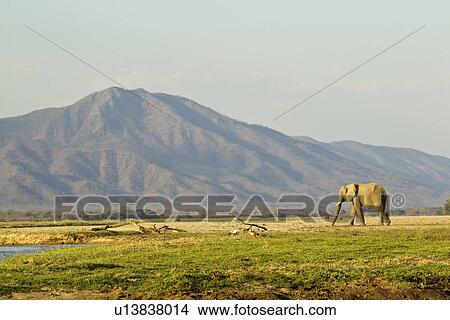Elephant walking across plain, Mana Pools national park, Zimbabwe, Africa View Large Photo Image Picture - Elephant walking across plain, Mana Pools national park, Zimbabwe, Africa. Fotosearch