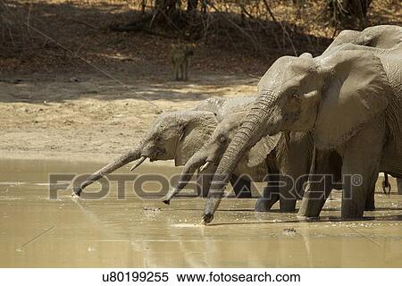 Elephants at waterhole, Zimbabwe, Africa View Large Photo Image Stock Photography - Elephants at waterhole, Zimbabwe, Africa. Fotosearch