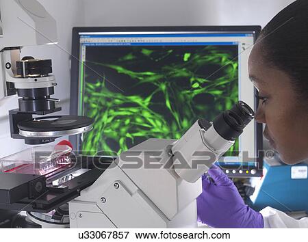 Female researcher using inverted microscope to view stem cells displayed showing fluorescent labeled cells View Large Photo Image Stock Photo - Female researcher using inverted microscope to view stem cells displayed showing fluorescent labeled cells. Fotosearch