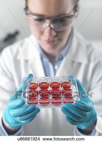 Female scientist examining stem cell cultures in laboratory View Large Photo Image Picture - Female scientist examining stem cell cultures in laboratory. Fotosearch
