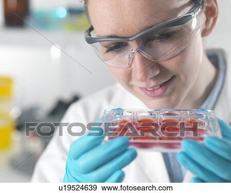 Stock Photo - Female scientist examining stem cell cultures in laboratory. Fotosearch