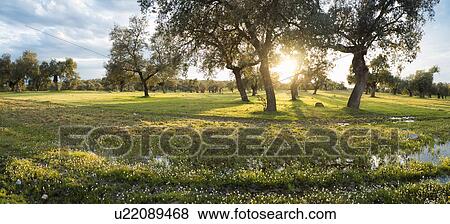 Stock Photo - Field in sunlight, La Mancha, Spain. Fotosearch