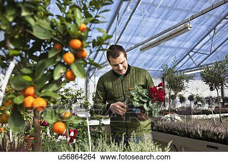 Gardener working in greenhouse View Large Photo Image Picture - Gardener working in greenhouse. Fotosearch