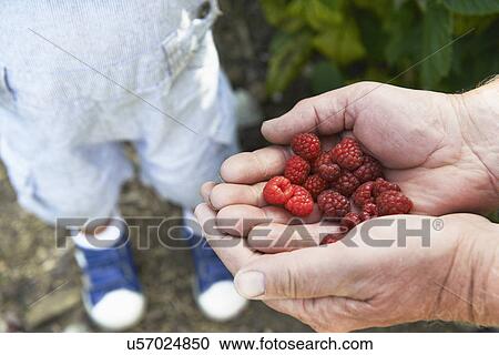 Grandfather sharing raspberries with grandson View Large Photo Image Stock Image - Grandfather sharing raspberries with grandson. Fotosearch