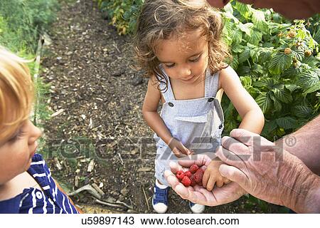 Grandfather sharing raspberries with grandchildren View Large Photo Image Stock Image - Grandfather sharing raspberries with grandchildren. Fotosearch