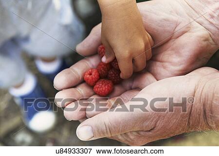 Grandfather sharing raspberries with grandson View Large Photo Image Stock Photo - Grandfather sharing raspberries with grandson. Fotosearch