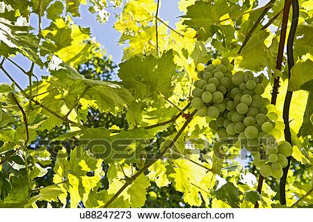 Stock Image - Grapes growing on vine. Fotosearch