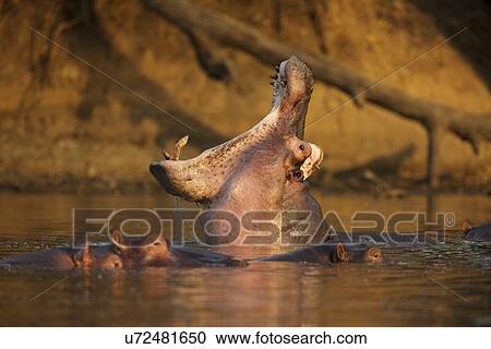 Hippopotamus yawning in waterhole, Zimbabwe, Africa View Large Photo Image Stock Image - Hippopotamus yawning in waterhole, Zimbabwe, Africa. Fotosearch