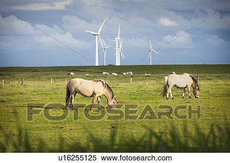 Horses in field, Sankt Peter Ordings, Schleswig Holstein, Germany View Large Photo Image Stock Photography - Horses in field, Sankt Peter Ordings, Schleswig Holstein, Germany. Fotosearch