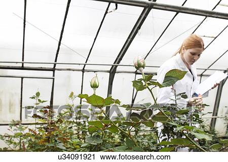 Horticulturist working in greenhouse View Large Photo Image Stock Image - Horticulturist working in greenhouse. Fotosearch