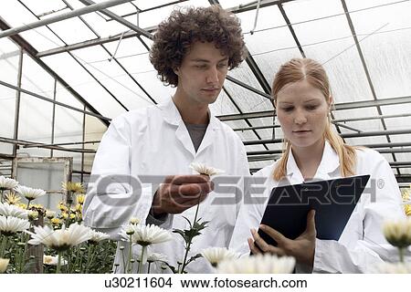 Horticulturists working in greenhouse View Large Photo Image Picture - Horticulturists working in greenhouse. Fotosearch