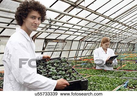 Horticulturists working in greenhouse View Large Photo Image Stock Photo - Horticulturists working in greenhouse. Fotosearch