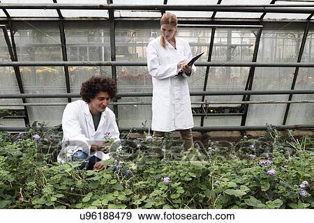 Horticulturists working in greenhouse View Large Photo Image Stock Photo - Horticulturists working in greenhouse. Fotosearch