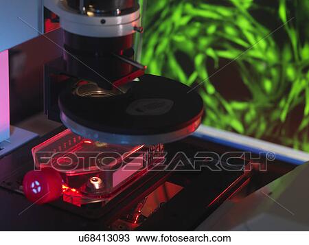 Stock Image - Inverted microscope viewing stem cells in flask with display of a fluorescent labeled cells. Fotosearch