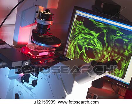 Inverted microscope viewing stem cells in flask with display of a fluorescent labeled cells View Large Photo Image Stock Photo - Inverted microscope viewing stem cells in flask with display of a fluorescent labeled cells. Fotosearch