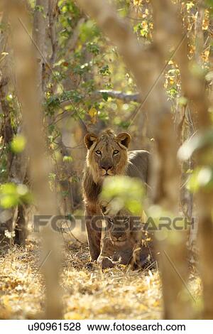 Lions, Mana Pools national park, Zimbabwe, Africa View Large Photo Image Stock Photo - Lions, Mana Pools national park, Zimbabwe, Africa. Fotosearch
