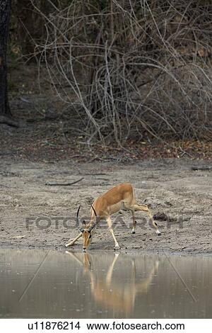 Male impala at waterhole, Mana Pools national park, Zimbabwe, Africa View Large Photo Image Picture - Male impala at waterhole, Mana Pools national park, Zimbabwe, Africa. Fotosearch