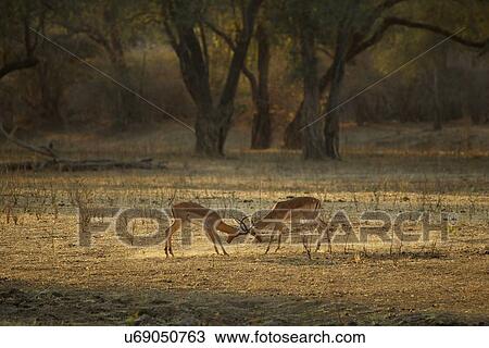 Stock Image - Male impala fighting, Mana Pools national park, Zimbabwe, Africa. Fotosearch