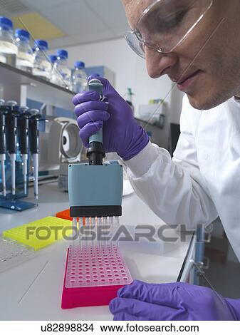 Picture - Male researcher using multi pipette in lab. Fotosearch