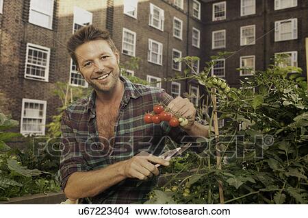 Picture - Mid adult man harvesting tomatoes on council estate allotment. Fotosearch