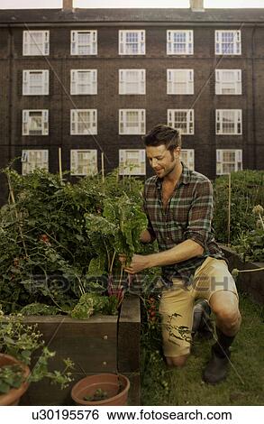 Stock Photograph - Mid adult man harvesting vegetables on council estate allotment. Fotosearch