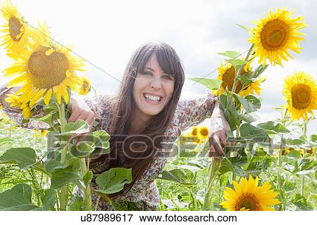 Mid adult woman in field of sunflowers View Large Photo Image Stock Photo - Mid adult woman in field of sunflowers. Fotosearch