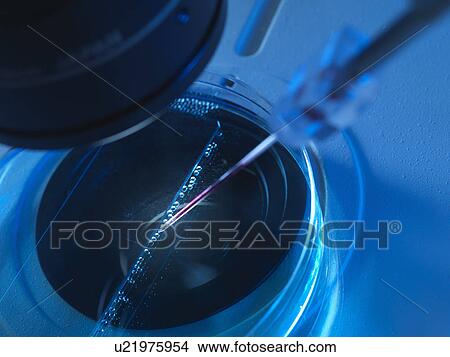 Nuclear transfer, Stem cells made from the cell nucleus View Large Photo Image Picture - Nuclear transfer, Stem cells made from the cell nucleus. Fotosearch