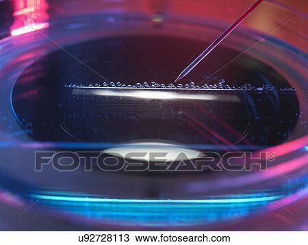 Stock Image - Nuclear transfer, Stem cells made from the cell nucleus. Fotosearch