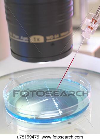 Stock Photography - Nuclear transfer, Stem cells made from the cell nucleus. Fotosearch