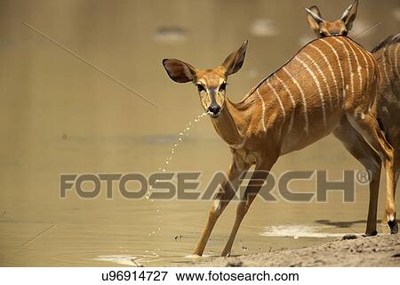 Nyala at waterhole, Mana Pools national park, Zimbabwe, Africa View Large Photo Image Stock Photo - Nyala at waterhole, Mana Pools national park, Zimbabwe, Africa. Fotosearch