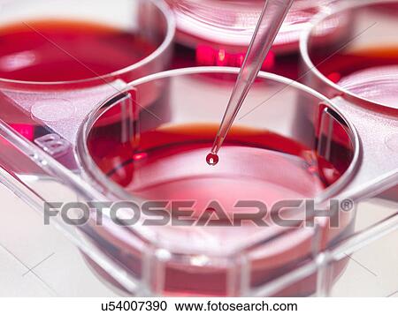Stock Image - Pipette adding sample to stem cell cultures growing in pots, Used to implant stem cells to repair damaged tissues. Fotosearch