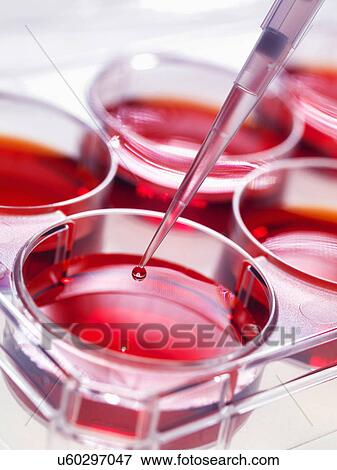 Stock Photo - Pipette adding sample to stem cell cultures growing in pots, Used to implant stem cells to repair damaged tissues. Fotosearch