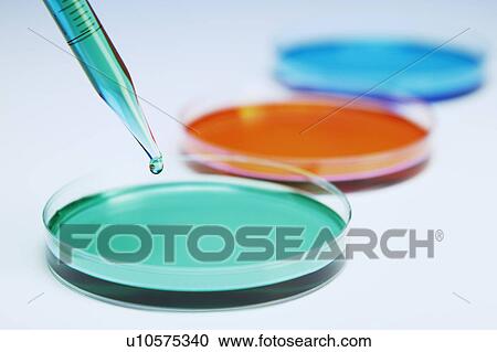 Stock Image - Pipetting coloured liquid into petri dishes. Fotosearch