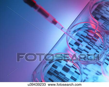 Stock Image - Pipetting sample into tray for DNA testing. Fotosearch