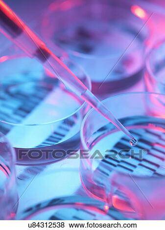 Pipetting sample into tray for DNA testing View Large Photo Image Stock Photo - Pipetting sample into tray for DNA testing. Fotosearch