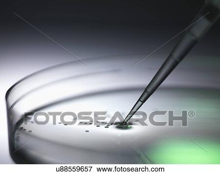 Stock Photo - Pipetting samples into petri dish used in dna, stem cell, biomedical, biotechnology and pharma research. Fotosearch