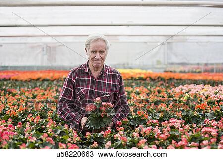 Portrait of senior man in plant nursery View Large Photo Image Stock Image - Portrait of senior man in plant nursery. Fotosearch