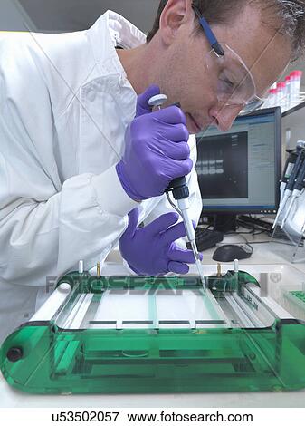 Stock Photo - Researcher loads a sample of DNA into an agarose gel for separation by electrophoresis. Fotosearch
