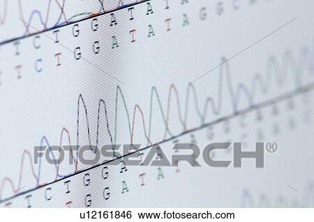 Results of automated DNA sequencing displayed on computer monitor View Large Photo Image Stock Photograph - Results of automated DNA sequencing displayed on computer monitor. Fotosearch