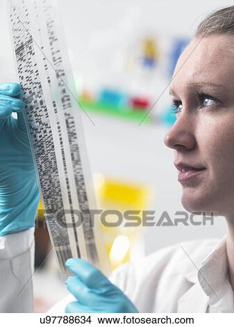 Scientist holding DNA autoradiogram in laboratory View Large Photo Image Picture - Scientist holding DNA autoradiogram in laboratory. Fotosearch