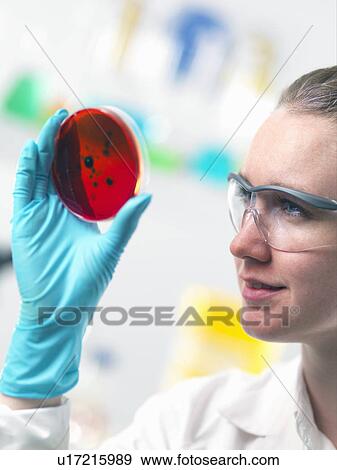 Stock Photo - Scientist viewing cell cultures growing in petri dishes in lab. Fotosearch