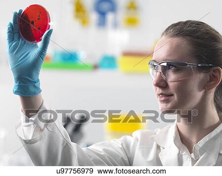 Stock Photo - Scientist viewing cell cultures growing in petri dishes in lab. Fotosearch