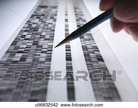 Stock Image - Scientist viewing DNA gel used in genetics, forensic, pharma research, biotechnology and biomedical science. Fotosearch