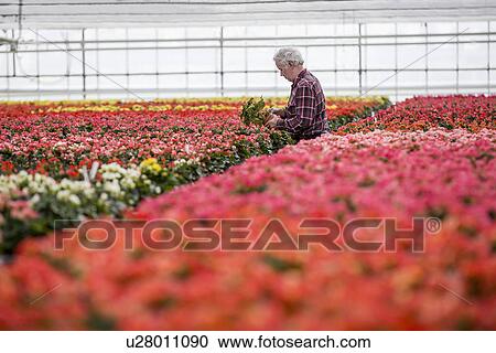 Senior man tending plants in plant nursery View Large Photo Image Stock Image - Senior man tending plants in plant nursery. Fotosearch