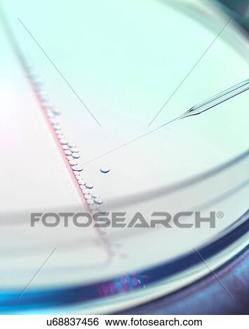 Stock Photograph - Several embryonic stem cells during nuclear transfer process used in therapeutic cloning for tissue replacement. Fotosearch