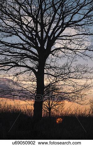 Silhouette of tree at sunset, Schleswig Holstein, Germany View Large Photo Image Stock Image - Silhouette of tree at sunset, Schleswig Holstein, Germany. Fotosearch