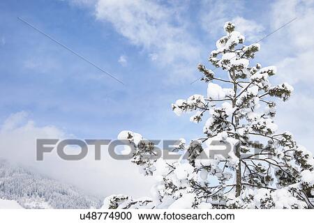 Snow covered tree, Kitzbuehel, Tyrol, Austria View Large Photo Image Stock Image - Snow covered tree, Kitzbuehel, Tyrol, Austria. Fotosearch