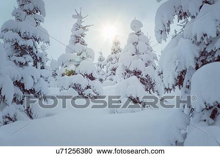 Snow covered trees, Kitzbuehel, Tyrol, Austria View Large Photo Image Stock Image - Snow covered trees, Kitzbuehel, Tyrol, Austria. Fotosearch